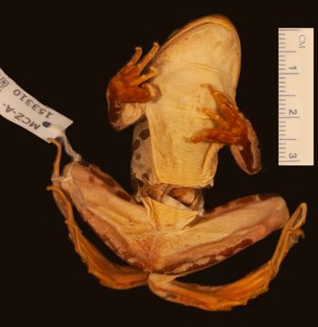 Media type: image;   Herpetology A-153310